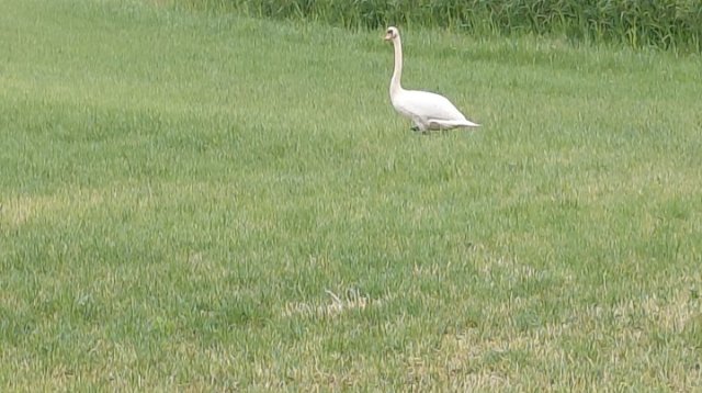 Dauwtrappen Gelselaar (donderdag 29 mei 2025)